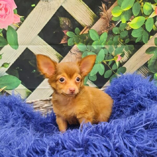 Chihuahua-DOG-Male-rn-7826-Petland Monroeville, PA