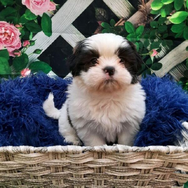 Shih Tzu-DOG-Male-Black / White-7829-Petland Monroeville, PA