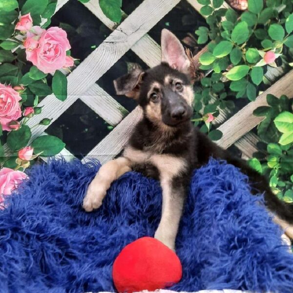 German Shepherd-DOG-Female-Black / Tan-7827-Petland Monroeville, PA