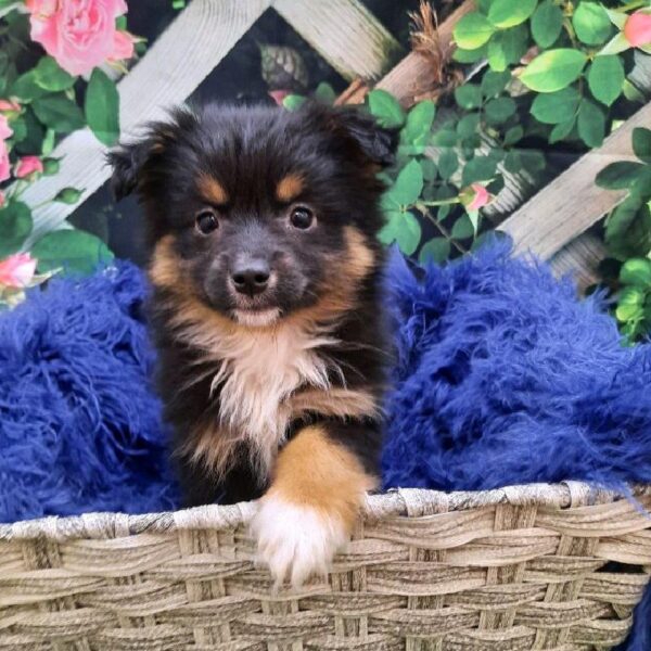 Australian Shepherd-DOG-Male-Black-7825-Petland Monroeville, PA