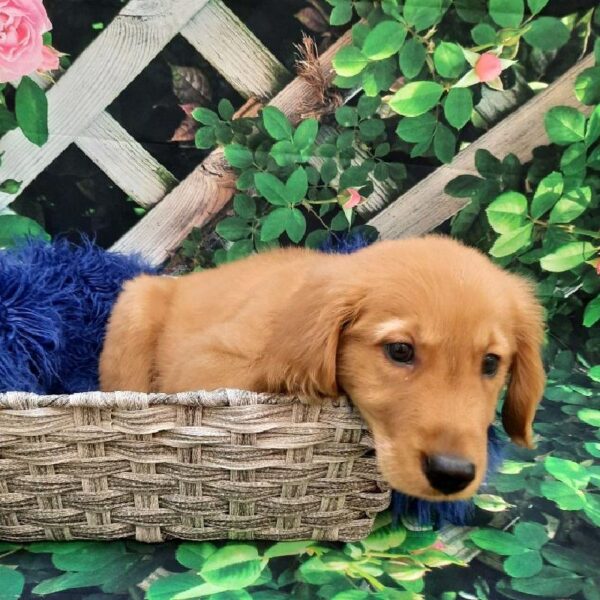 Golden Retriever-DOG-Male-Golden-7824-Petland Monroeville, PA