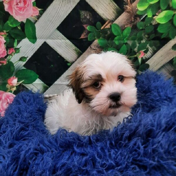 Malshi-DOG-Male-Gold / White-7823-Petland Monroeville, PA