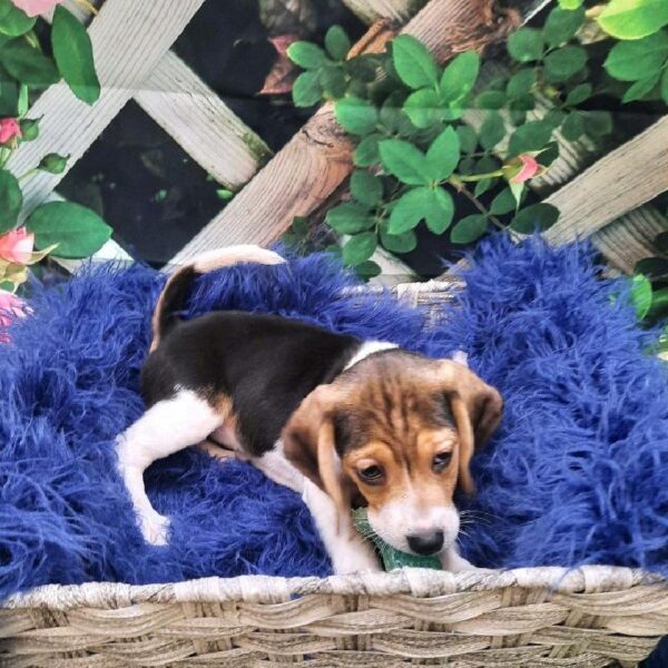 Beagle-DOG-Female-Black White / Tan-7821-Petland Monroeville, PA