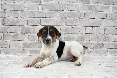 Jack Russell Terrier-DOG-Male-White Black and Tan-7849-Petland Monroeville, PA