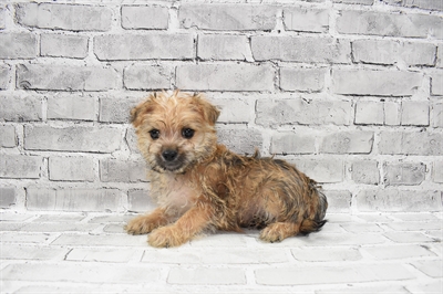 Morkie-DOG-Male-Gold-7850-Petland Monroeville, PA