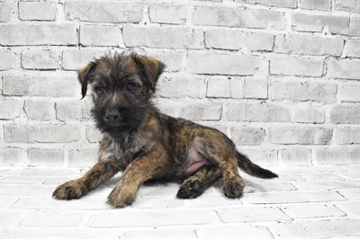Cairn Terrier-DOG-Male-Red Brindle-7851-Petland Monroeville, PA
