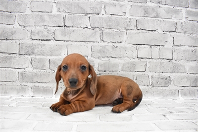 Dachshund-DOG-Female-Red-7852-Petland Monroeville, PA