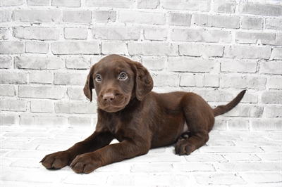 Labradoodle 2nd Gen-DOG-Female-Brown-7853-Petland Monroeville, PA