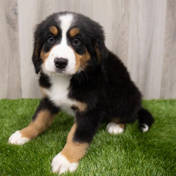Bernese Mountain Dog-DOG-Female-Black Rust / White-7858-Petland Monroeville, PA