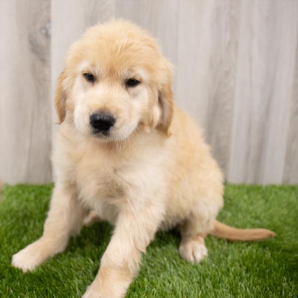 Golden Retriever-DOG-Female-Golden-7860-Petland Monroeville, PA