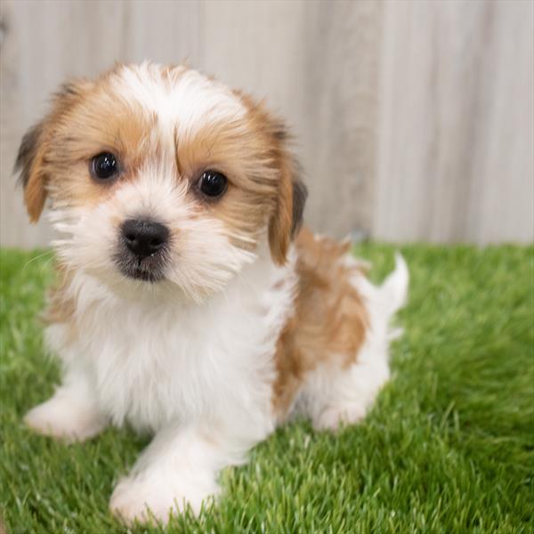 Shorkie-DOG-Female-Gold / White-7861-Petland Monroeville, PA