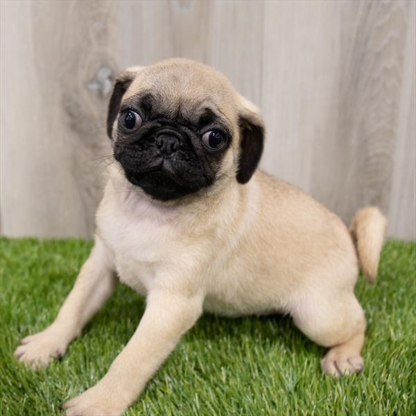 Pug-DOG-Female-Fawn-7862-Petland Monroeville, PA