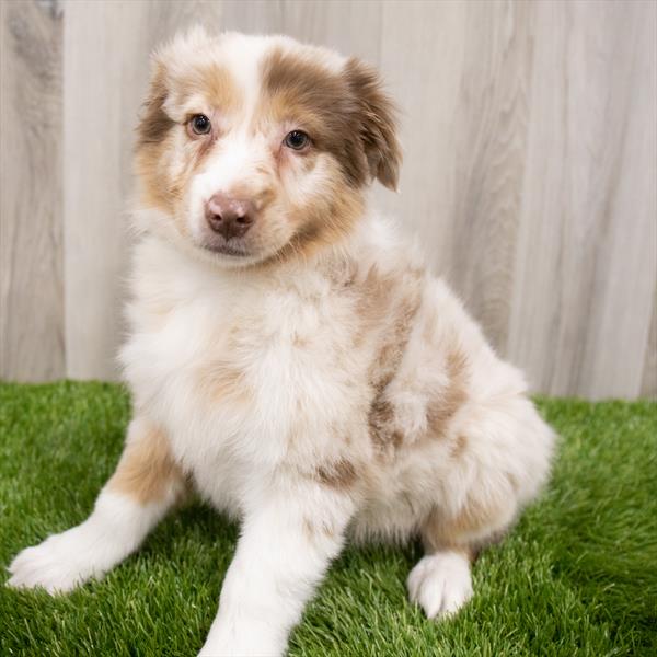 Australian Shepherd-DOG-Male-Red Merle-7863-Petland Monroeville, PA