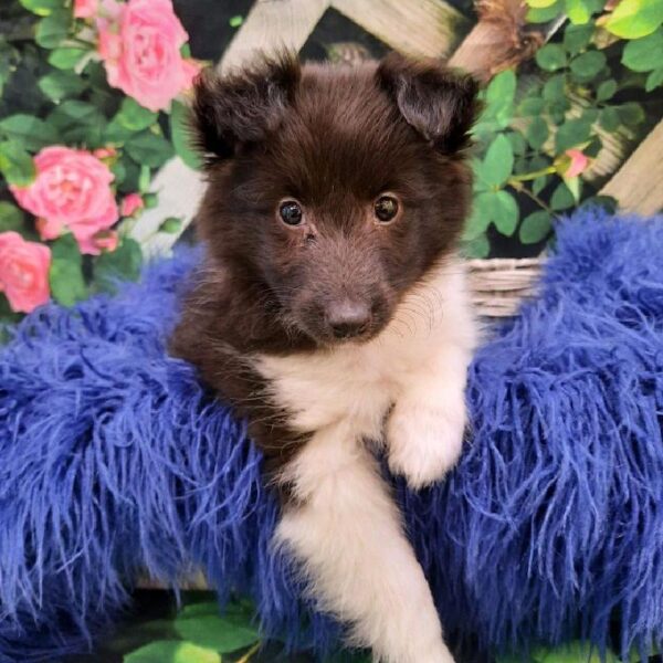 Sheltie-DOG-Female-Black / White-7896-Petland Monroeville, PA