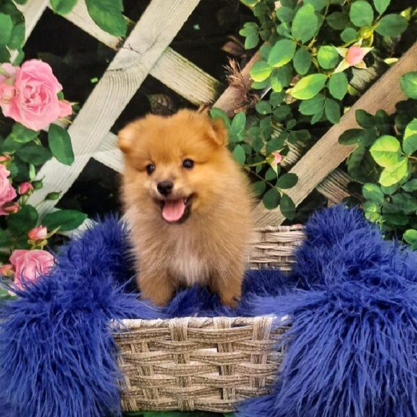 Pomeranian-DOG-Female-Red-7895-Petland Monroeville, PA