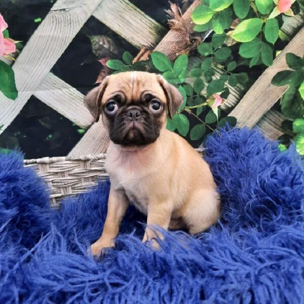 Pug-DOG-Male-Fawn-7894-Petland Monroeville, PA