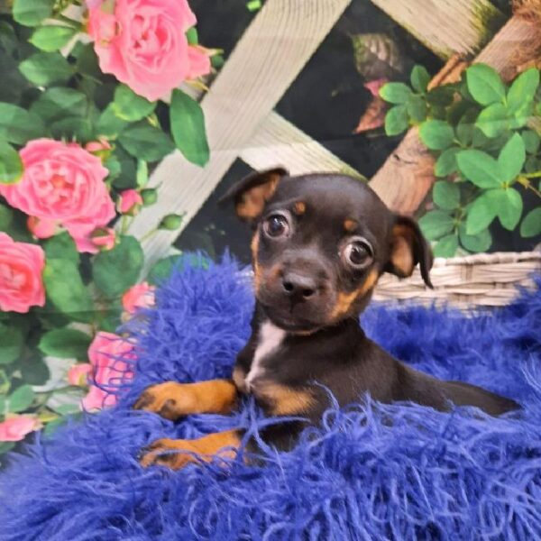 Chiweenie-DOG-Female-Black / Tan-7893-Petland Monroeville, PA