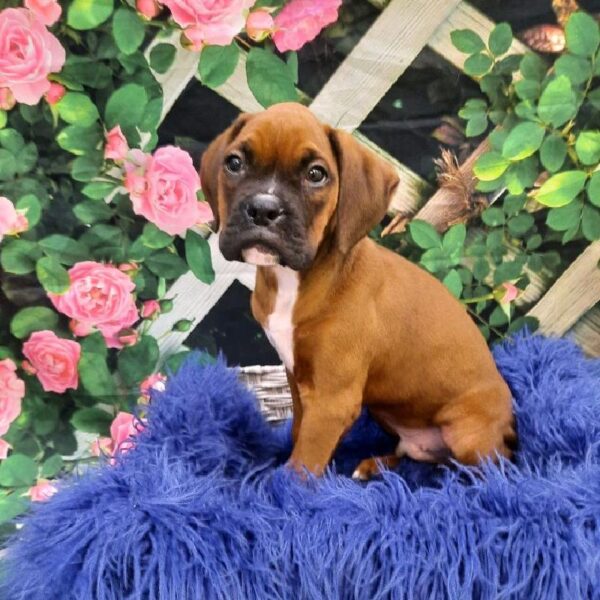 Boxer-DOG-Male-Fawn-7892-Petland Monroeville, PA