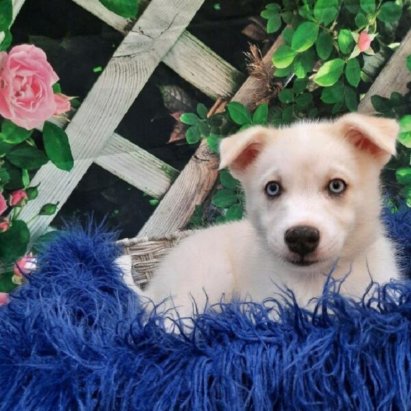 Pomsky-DOG-Male-Cream and White-7881-Petland Monroeville, PA