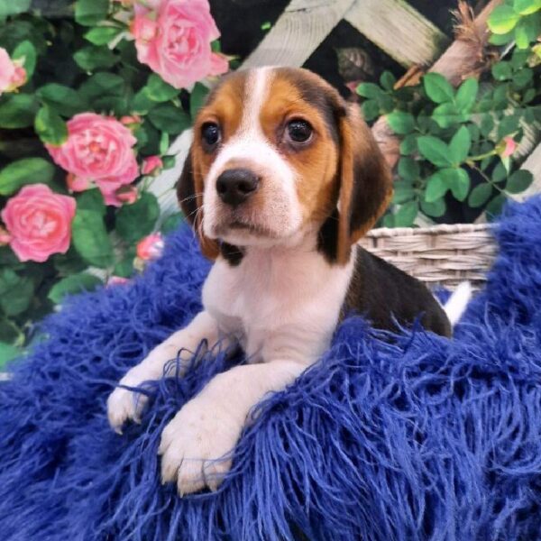 Beagle-DOG-Male-Black Tan and White-7879-Petland Monroeville, PA