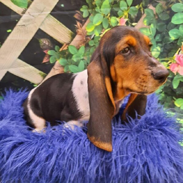 Basset Hound-DOG-Male-Black White and Tan-7878-Petland Monroeville, PA