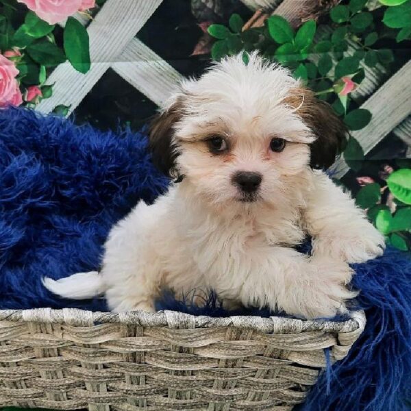 Teddy Bear-DOG-Male-Gold / White-7897-Petland Monroeville, PA