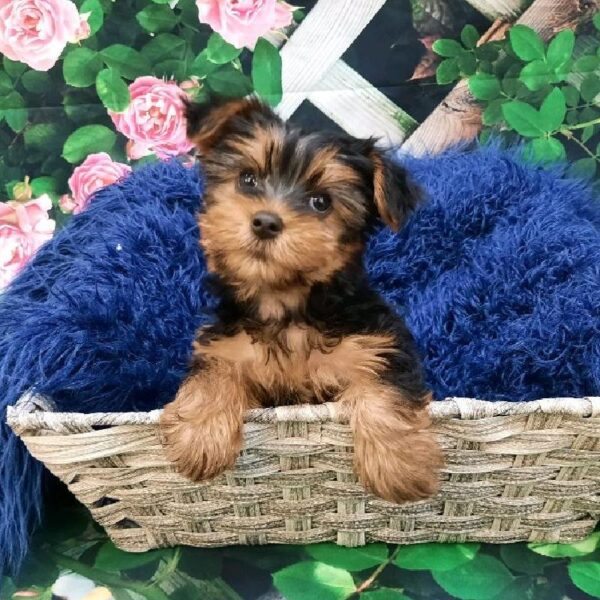 Silky Terrier-DOG-Female-Black / Tan-7898-Petland Monroeville, PA