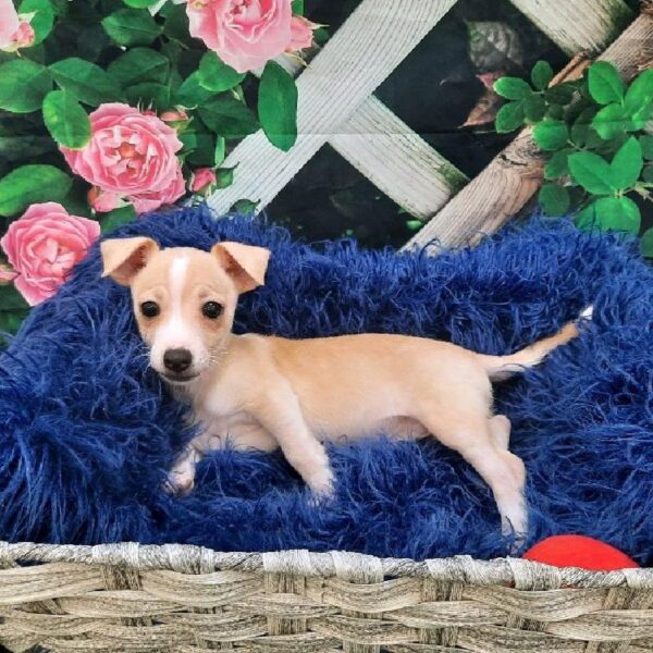 Chihuahua-DOG-Male-Fawn-7899-Petland Monroeville, PA