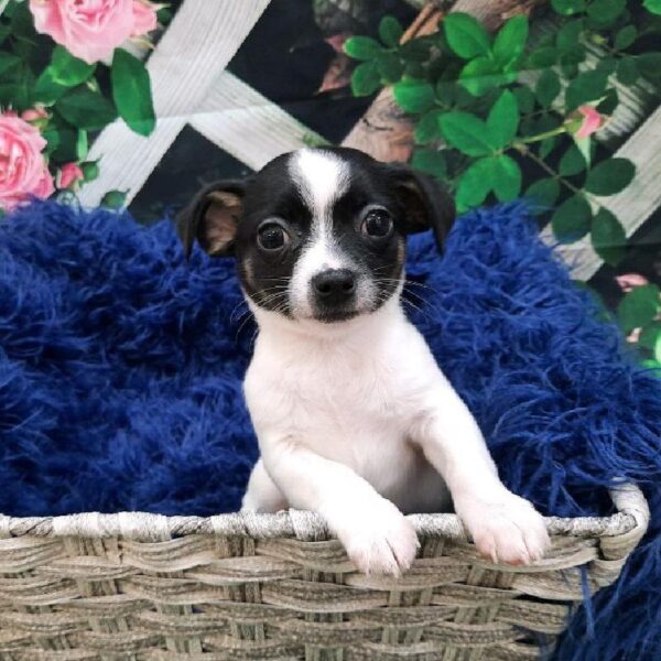 Chihuahua-DOG-Female-White-7901-Petland Monroeville, PA