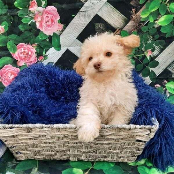 Maltipoo-DOG-Male-Cream-7902-Petland Monroeville, PA