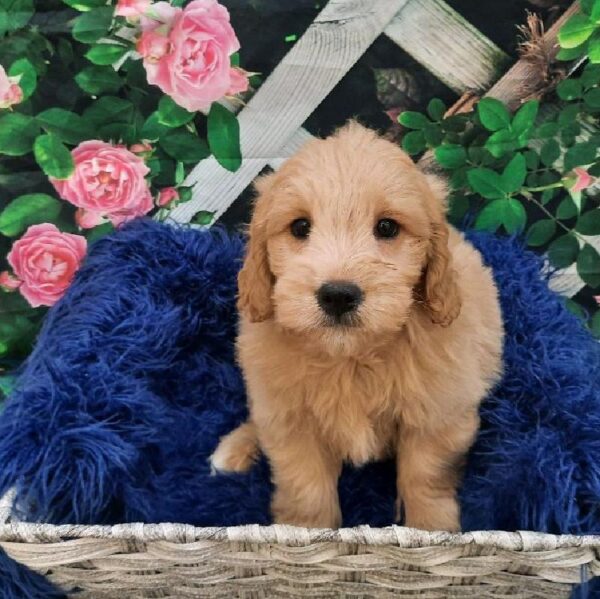 Miniature Goldendoodle-DOG-Male-Golden-7903-Petland Monroeville, PA