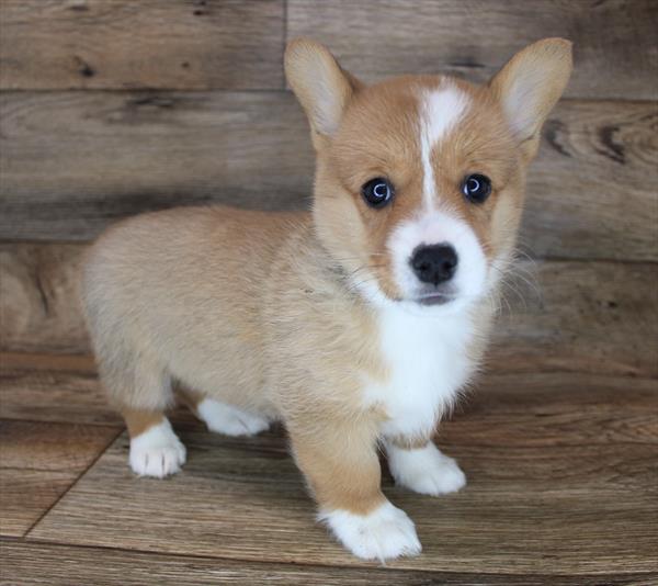 Pembroke Welsh Corgi-DOG-Female-Sable / White-7914-Petland Monroeville, PA