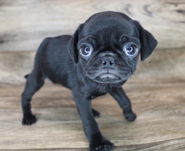 Pug-DOG-Female-Black-7915-Petland Monroeville, PA