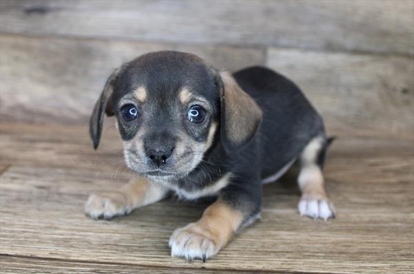 Chihuahua-DOG-Male-Black / Tan-7916-Petland Monroeville, PA