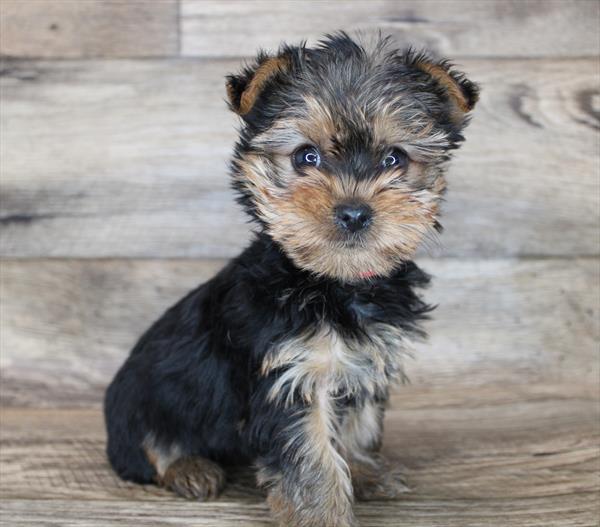 Yorkie-DOG-Male-Black / Tan-7917-Petland Monroeville, PA
