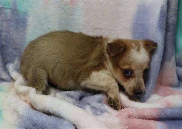 Texas Heeler-DOG-Female-Red / White-7919-Petland Monroeville, PA