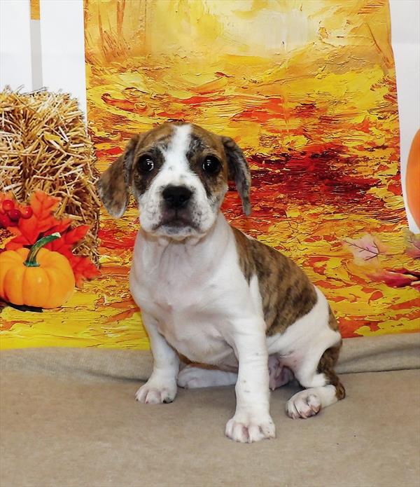 (Frengle)Frenchie/Beagle-DOG-Female-White / Brindle-7921-Petland Monroeville, PA