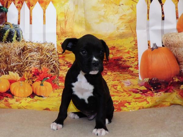 Boxer-DOG-Male-Black-7922-Petland Monroeville, PA