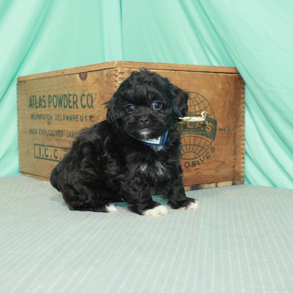 Shih-poo-DOG-Male-Black Sable-7923-Petland Monroeville, PA