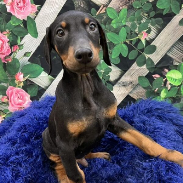 Doberman Pinscher-DOG-Male-Black / Tan-7920-Petland Monroeville, PA