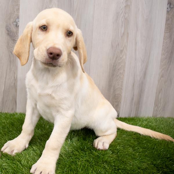 Labrador Retriever-DOG-Female-Yellow-7930-Petland Monroeville, PA