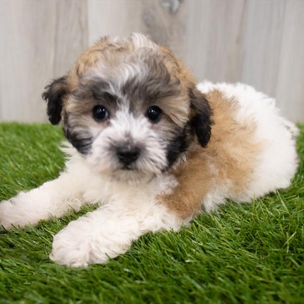 Teddy Bear-DOG-Female-Brown / White-7931-Petland Monroeville, PA