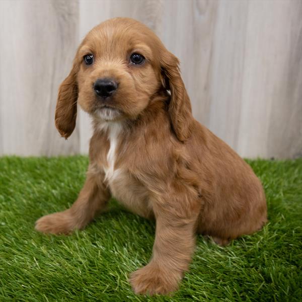 Cocker Spaniel-DOG-Female-Red-7933-Petland Monroeville, PA