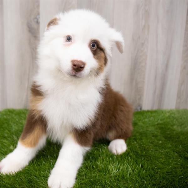 Australian Shepherd-DOG-Male-Red-7934-Petland Monroeville, PA