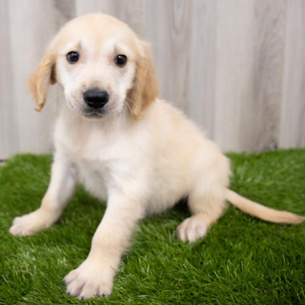 Golden Retriever-DOG-Male-Golden-7935-Petland Monroeville, PA