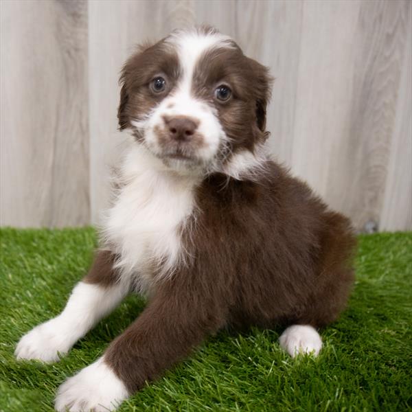 Mini Aussiedoodle-DOG-Female-Chocolate-7936-Petland Monroeville, PA