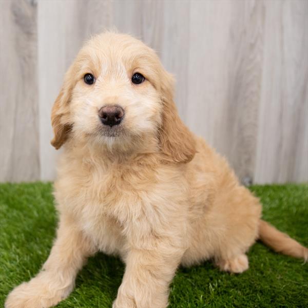 Miniature Goldendoodle-DOG-Female-Apricot-7937-Petland Monroeville, PA