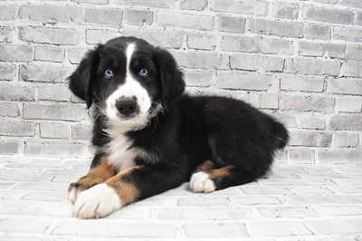 Australian Shepherd-DOG-Male-Black and White-7946-Petland Monroeville, PA