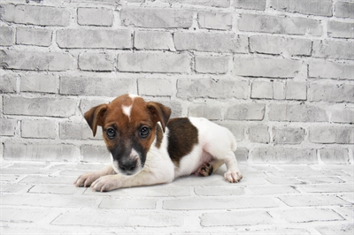 Jack Russell Terrier-DOG-Male-White and Brown-7947-Petland Monroeville, PA
