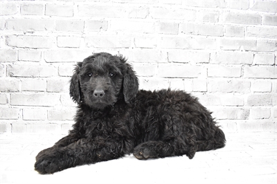 Goldendoodle-DOG-Male-Black-7948-Petland Monroeville, PA